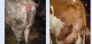 Causes and symptoms of retention of placenta in cows, treatment regimen and prevention