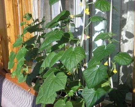 Features of growing and caring for cucumber Balcony F1 on the window