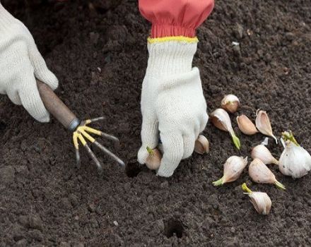 متى تزرع الثوم في الخريف ، وكيف تستعد وكيف تعالج الحديقة قبل الزراعة؟