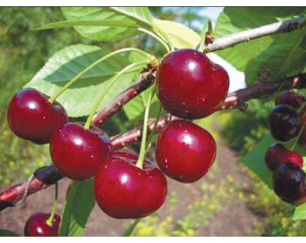 Az Apukhtinskaya cseresznyefajta leírása és jellemzői, ültetés és gondozás