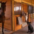 Hoe een paard thuis te verzorgen voor beginners