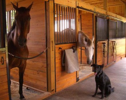 Come governare un cavallo a casa per i principianti