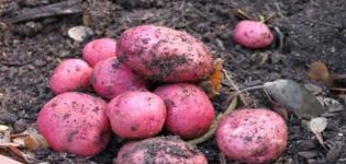 Περιγραφή της ποικιλίας πατάτας μανιφέστο, των χαρακτηριστικών και της απόδοσής της