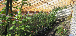 Cuándo y cómo plantar adecuadamente plántulas de pepino en un invernadero o invernadero