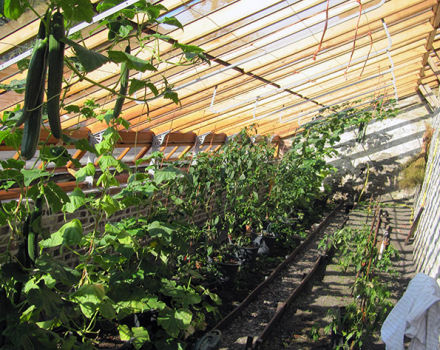 Kada i kako pravilno saditi sadnice krastavca u stakleniku ili stakleniku