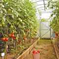 Nombres y características de variedades de tomate indeterminadas, altas y de alto rendimiento para invernaderos.