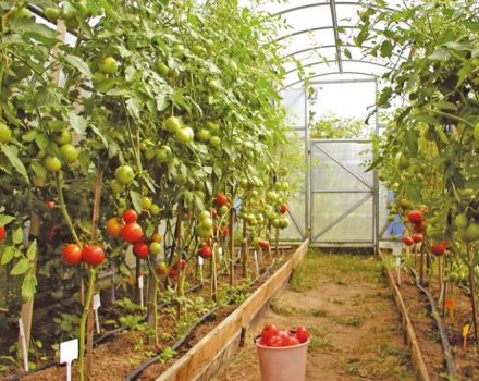 Names and characteristics of indeterminate, tall and high-yielding tomato varieties for greenhouses