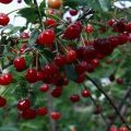 Descripción descripción de las mejores variedades de cereza siberiana, plantación y cuidado en campo abierto.