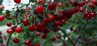 Opis opisa najboljih sorti sibirske trešnje, sadnja i njega na otvorenom terenu