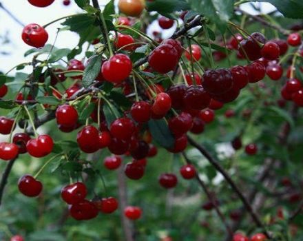 Opis opisa najboljih sorti sibirske trešnje, sadnja i njega na otvorenom terenu