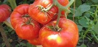 Beskrivning av tomatsorten Deliciosus, funktioner för odling och avkastning
