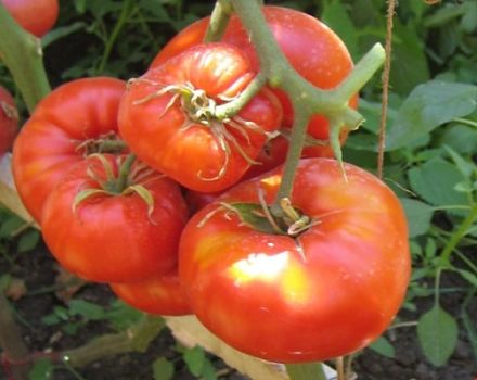 Deliciosus domates çeşidinin tanımı, yetiştirme özellikleri ve verimi
