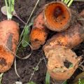 Description of pests of carrots, treatment and control of them