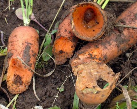 Description des ravageurs des carottes, traitement et contrôle de ceux-ci