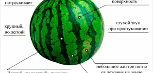 Hvor let det er at bestemme modenheden af ​​en vandmelon i haven, de bedste metoder til, hvordan man ikke gør det