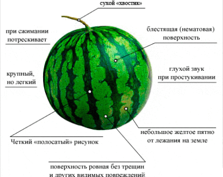 Hoe gemakkelijk het is om de rijpheid van een watermeloen in de tuin te bepalen, de beste methoden om het niet te doen
