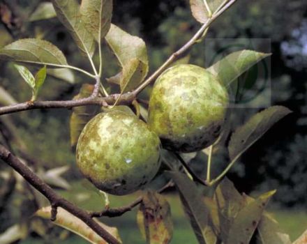 Sådan håndteres sodsvamp på et æbletræ, kemikalier og biologiske produkter til behandling