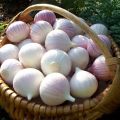 Planting, growing and caring for one-clove garlic when digging and harvesting