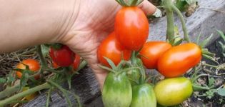 Popis a vlastnosti odrůdy rajčat Kibitz