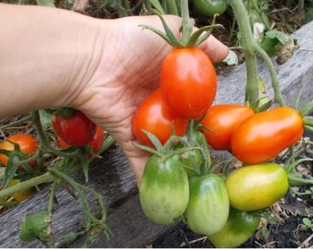 Mô tả và đặc điểm của giống cà chua Kibitz