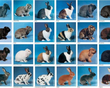 กฎสำหรับการผสมพันธุ์และการดูแลกระต่ายในไซบีเรียการเลือกสายพันธุ์และสิ่งที่จะเลี้ยง