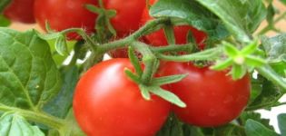 Egenskaber og beskrivelse af tomatsorten Tanya
