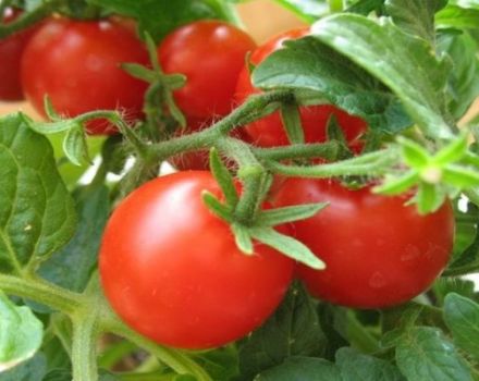 Characteristics and description of the tomato variety Tanya