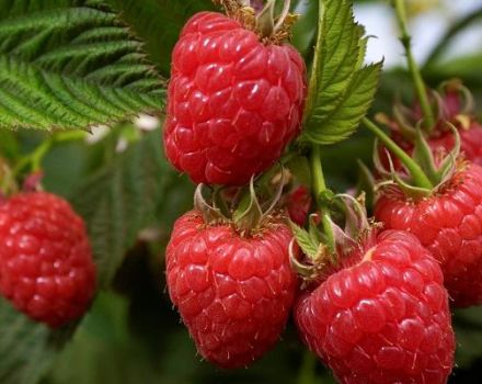 Description and characteristics of the raspberry variety Zhuravlik, cultivation and reproduction