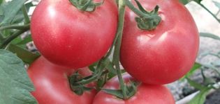Descripción de la variedad de tomate Barmalei, su cultivo y cuidados
