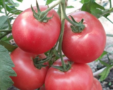 Beschreibung der Barmalei-Tomatensorte, ihres Anbaus und ihrer Pflege