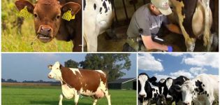 Prečo krava zviera mlieko a nedáva všetko, dôvody a čo robiť