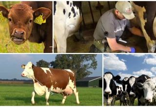 Hvorfor en ko klemmer mælk og ikke giver alt, grunde og hvad de skal gøre