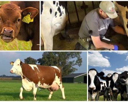 Zašto krava curi mlijeko i ne daje sve, razloge i što učiniti