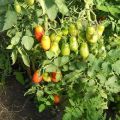 Grozdeva domates çeşidinin tanımı ve özellikleri
