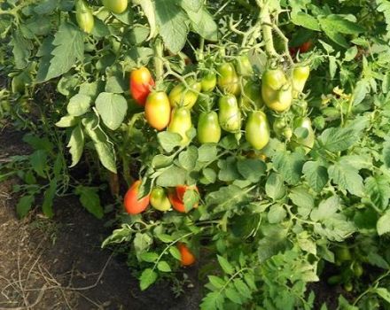 Beschrijving van de tomatenvariëteit Grozdeva en zijn kenmerken
