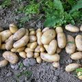 Belarus'ta ekim için en iyi erken ve çok erken patates çeşitleri ve açıklamaları