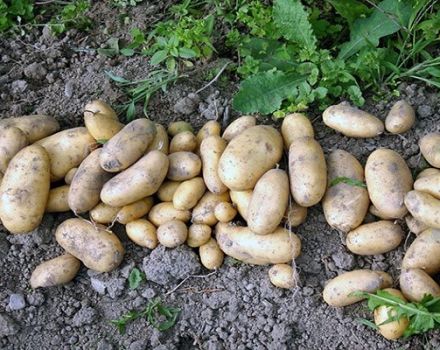 De bedste tidlige og ultra-tidlige kartoffelsorter til plantning i Hviderusland og deres beskrivelse
