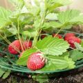 Typer av underlägg för jordgubbar, hur man gör det själv