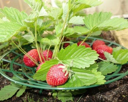 Arten von Untersetzern für Erdbeeren, wie man es selbst macht
