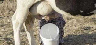 Quando dopo aver partorito una mucca puoi bere latte e quanti giorni trascorre il colostro