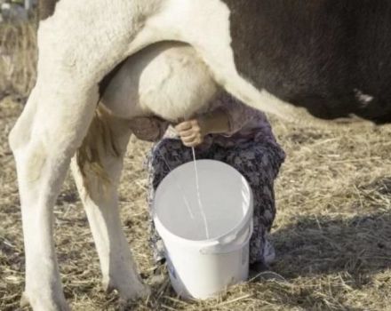 Keď po otelení kravy môžete piť mlieko a koľko dní má mledzivo