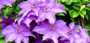 Planting, growing and caring for clematis in the open field