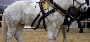 Az orosz fajta nagy vontató lovak tartásának jellemzői és jellemzői