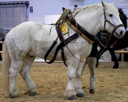 Az orosz fajta nagy vontató lovak tartásának jellemzői és jellemzői