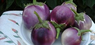 Ang pinakamahusay na mga varieties ng mga eggplants para sa mga greenhouse at bukas na lupa sa rehiyon ng Leningrad na may isang paglalarawan