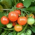 Sammlung von Samen seltener Tomatensorten von Valentina Redko für 2020