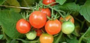 Samling av frön av sällsynta tomatsorter från Valentina Redko för 2020