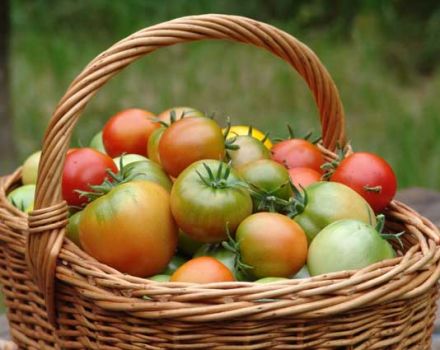Características y descripción de la variedad de tomate Abeto plateado