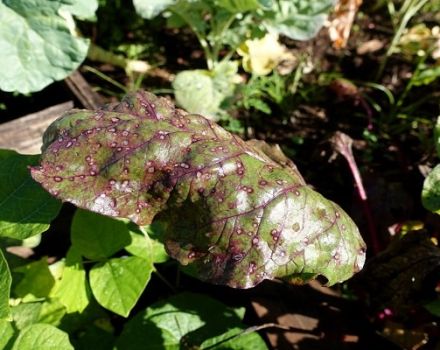 Why do beet leaves turn black and what to do?