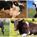 Cauzele și simptomele ketozei la vaci, regimurile de tratament pentru bovine acasă